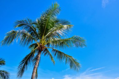 Hindistan cevizi ağaçları, Samui Adası, Tayland beach