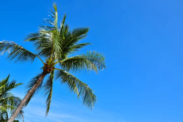 Hindistan cevizi ağaçları, Samui Adası, Tayland beach