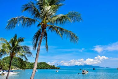 Beautiful tropical coconut palm trees at Thailand beach of Samui island, famous vacation destination clipart