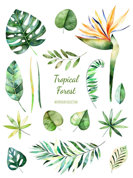 Tropical Leafy collection. 