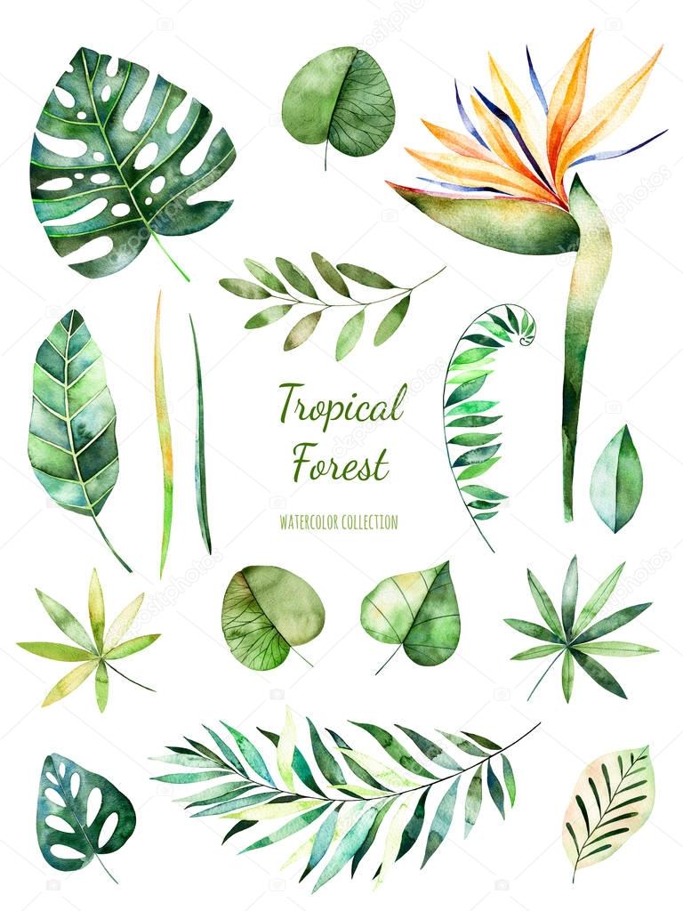 Tropical Leafy collection. 
