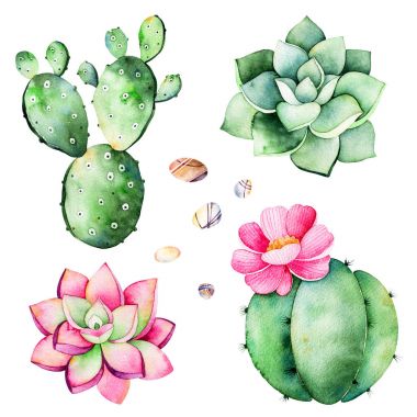 Succulents bitkiler, çakıl taşları ile suluboya koleksiyonu
