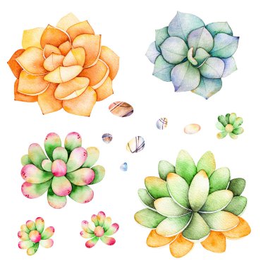 Succulents bitkiler, çakıl taşları ile suluboya koleksiyonu