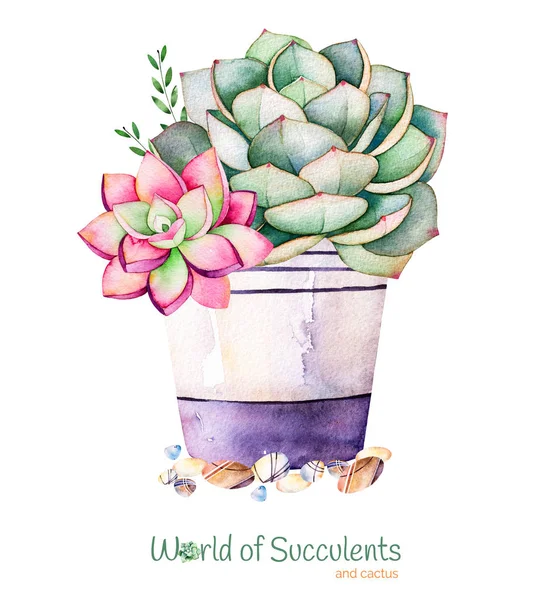 Watercolor handpainted succulent plant — Stock Photo, Image