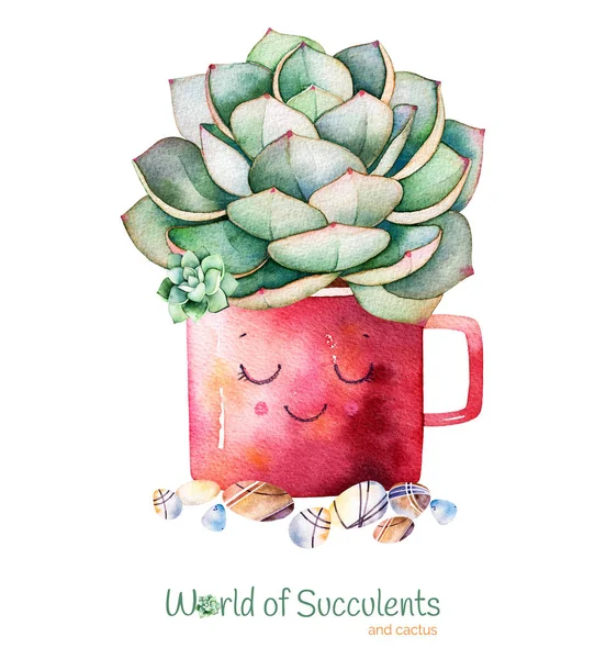 Acquerello dipinto a mano pianta succulenta — Foto Stock