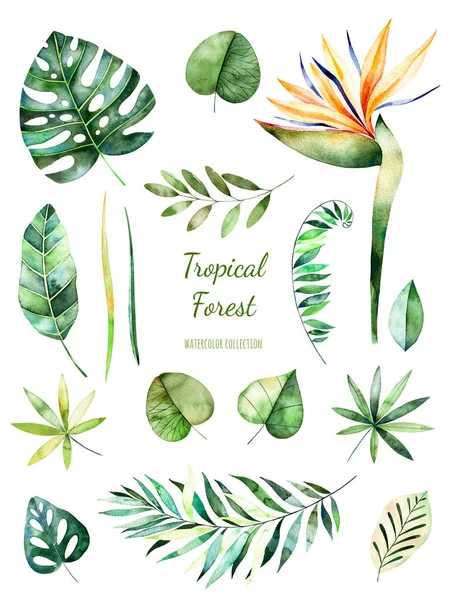 Tropikal yapraklı koleksiyonu. — Stok fotoğraf