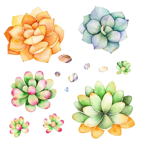 Watercolor collection with succulents plants,pebble stones — Stock Photo, Image