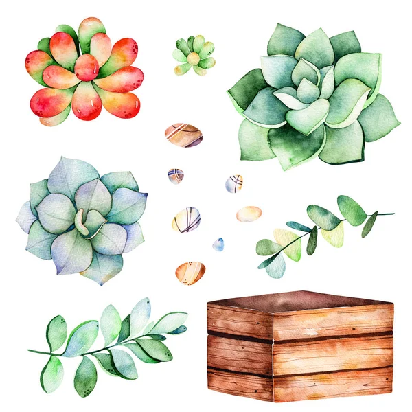 Succulents 식물, 자갈 돌 수채화 컬렉션 — 스톡 사진