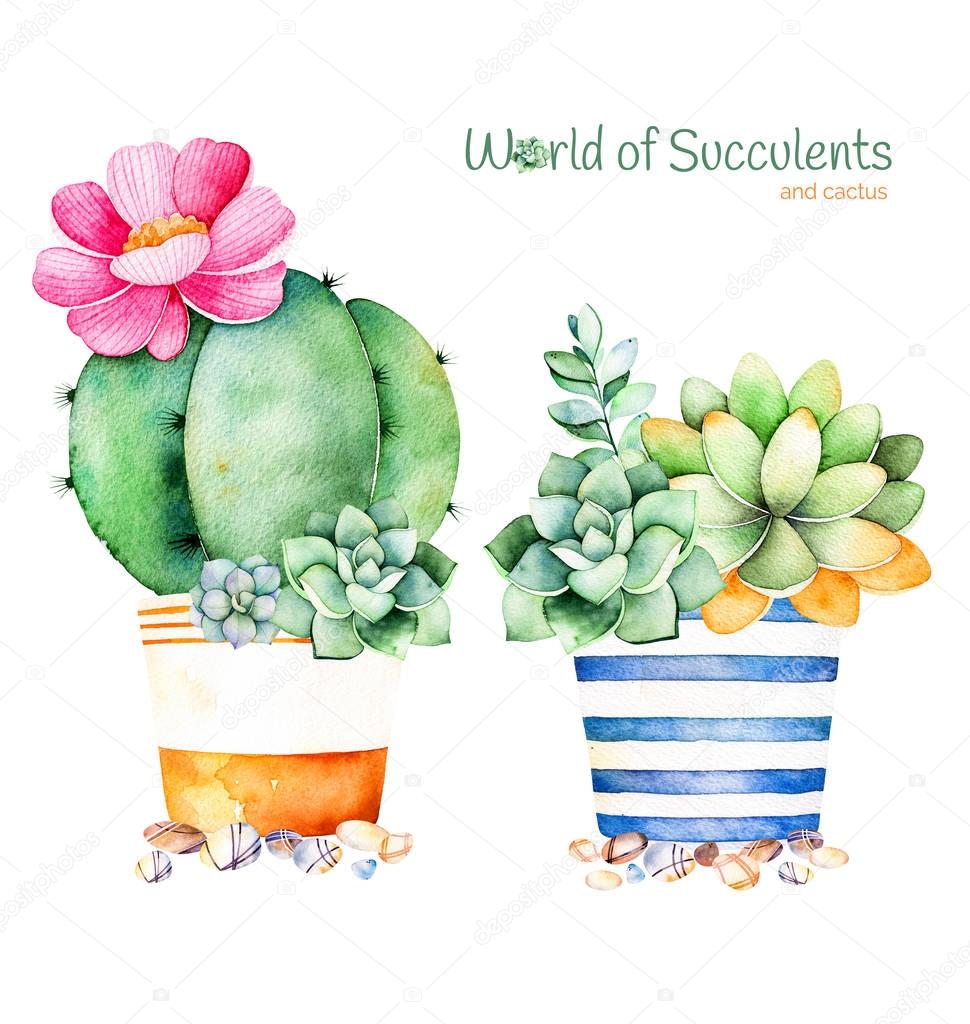 Watercolor handpainted succulent plant in pot and pebble stones.Watercolor clipart,individual flower pots isolated on white background.Perfect for your project,cover,wallpaper,pattern,gift paper,wedding