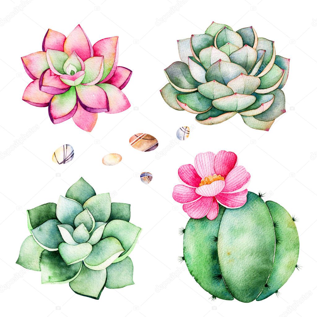 Watercolor collection with succulents plants,pebble stones,cactus.Handpainted iclipart isolated on white background.World of succulent and cactus collction.Perfect for your unique design,logo,patterns