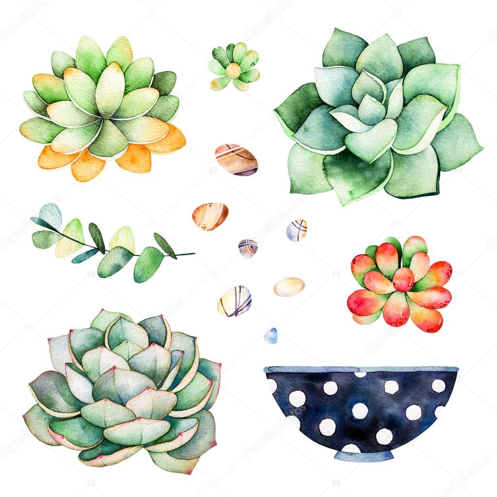 Watercolor collection with succulents plants,pebble stones, branche,painted pot.Handpainted iclipart isolated on white background.World of succulent and cactus collction.Perfect for your unique design