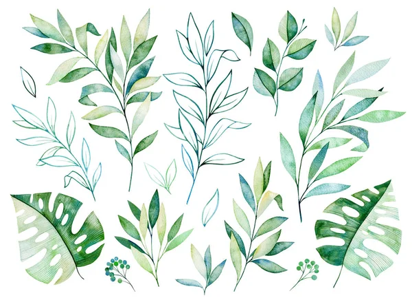 Conjunto floral con hojas verdes —  Fotos de Stock