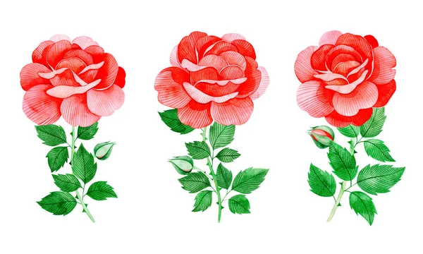 Aquarell Illustration Schöner Roter Rosen Mit Grünen Blättern Auf Weißem — Stockfoto