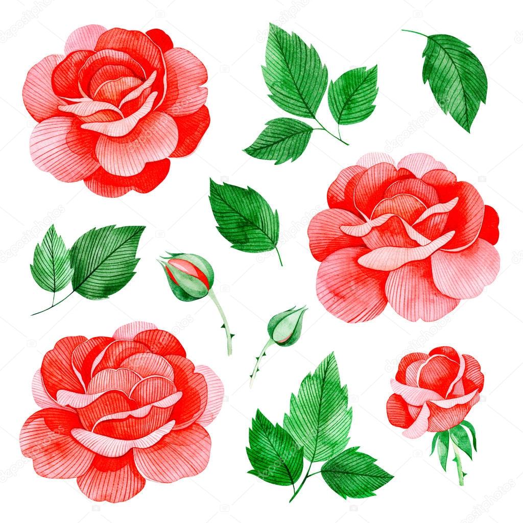 watercolor illustration of beautiful red roses with green leaves isolated on white background