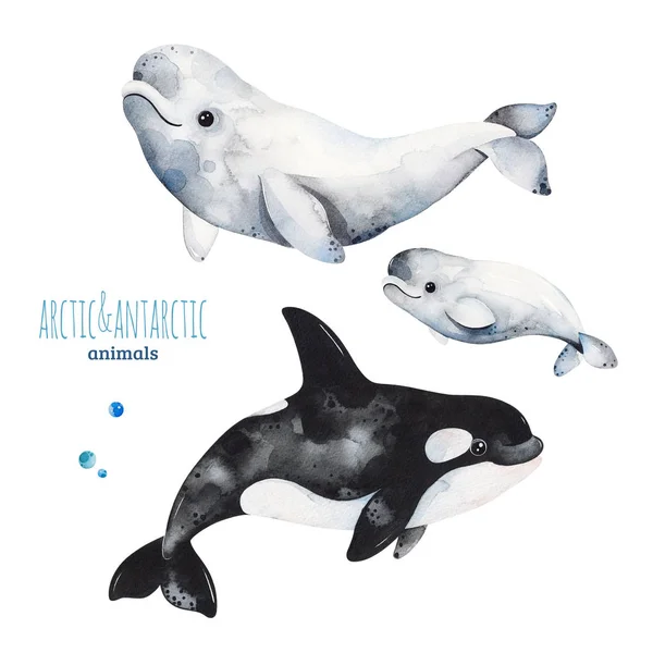Hand Drawn Whales Isolated White Background — Stock Photo, Image