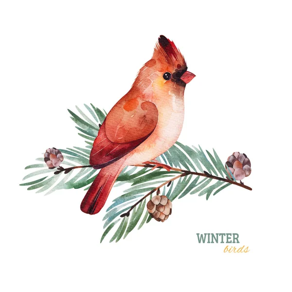 モミの木の枝に手描きの冬鳥 — ストック写真