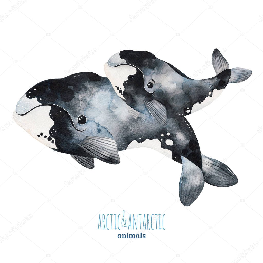 Hand drawn whales isolated on white background 