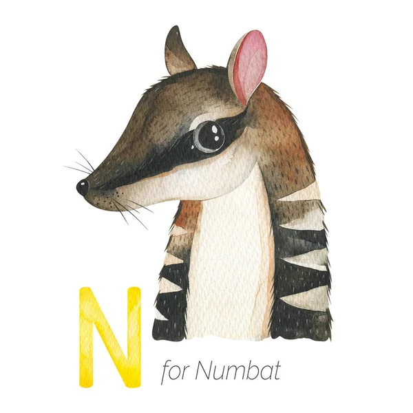 Numbat Pro Písmeno Kreativní Akvarel Ilustrace Pro Dětskou Abecedu — Stock fotografie