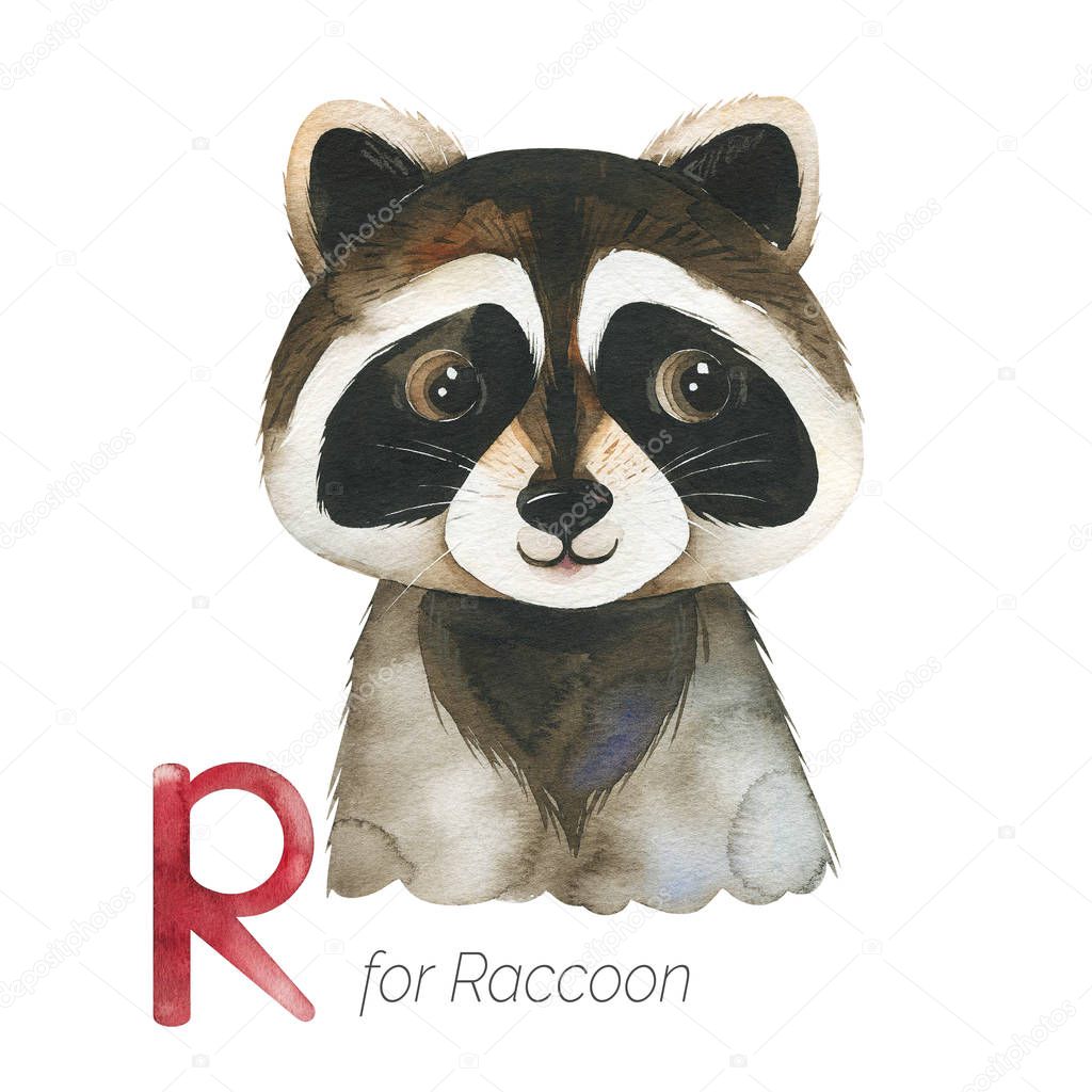 Raccoon for letter R, creative watercolor illustration for childish alphabet