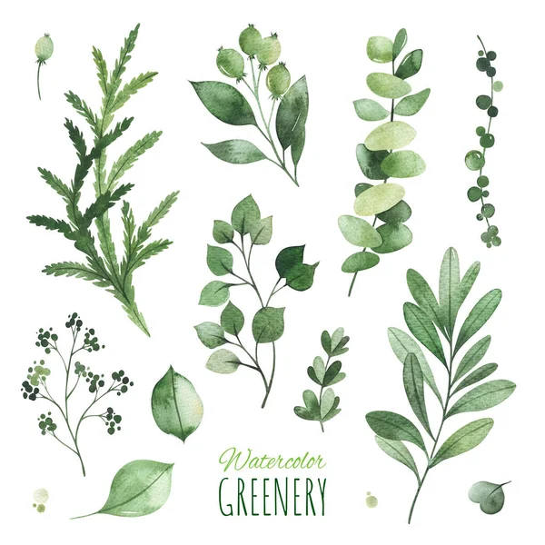Set Van Groene Bladeren Geïsoleerd Witte Achtergrond — Stockfoto