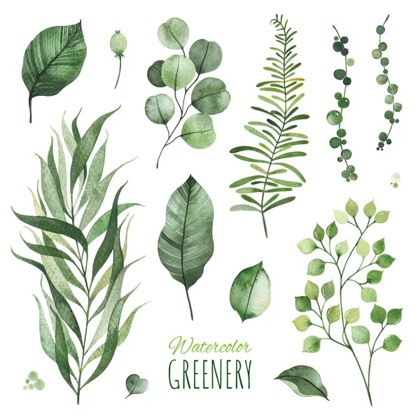 Set Van Groene Bladeren Geïsoleerd Witte Achtergrond — Stockfoto