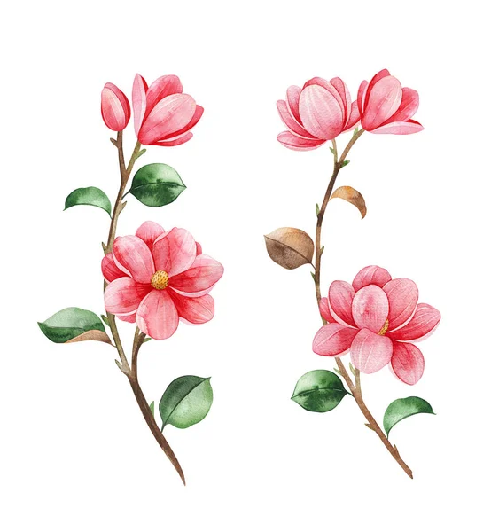 Magnolie Frühling Aquarell Hintergrund Aquarellillustration — Stockfoto