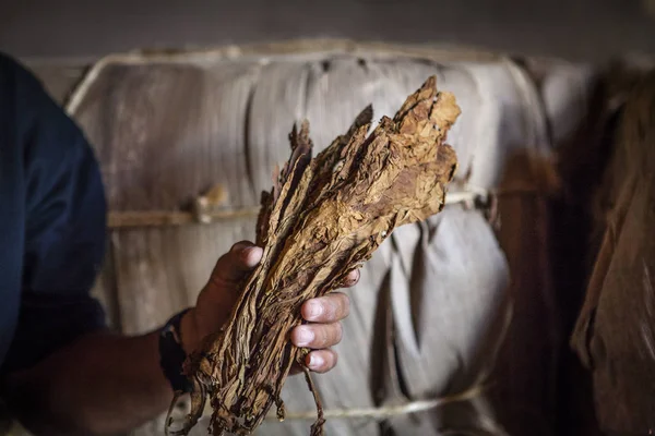Gedroogde Tabaksbladeren Worden Getoond Een Tabaksmagazijn Trinidad Cuba Caribisch Gebied — Stockfoto