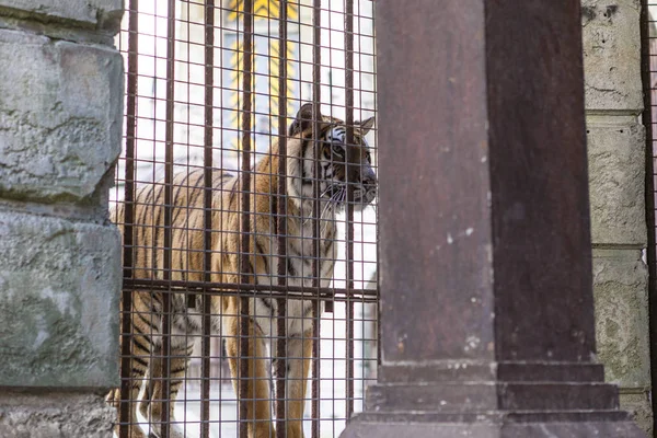 Fort Boyard - Fransa, Europe Atlas Okyanusu'nda bir televizyon stüdyosu içinde kaplan