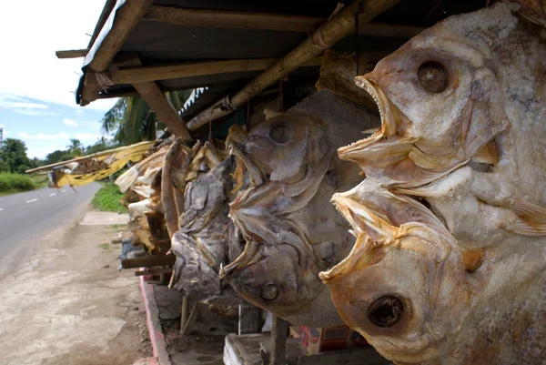 Pescado seco en el camino en Sulawesi, Indonesia, Asia —  Fotos de Stock