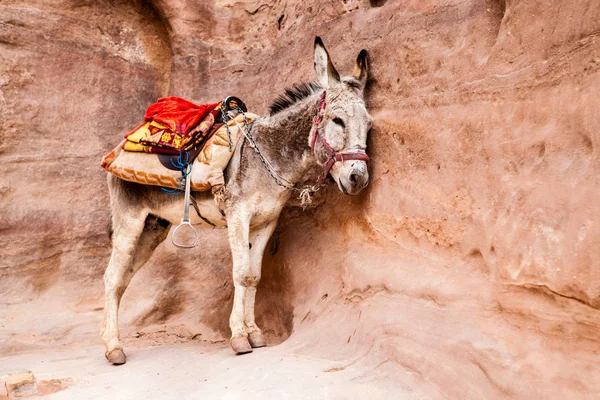 Burro esperando turistas en Petra, Patrimonio de la Humanidad de la Unesco en Jordania, Oriente Medio —  Fotos de Stock