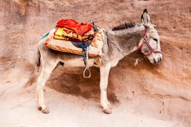 Petra, Ürdün, Orta Doğu bir Unesco Dünya Mirası Sit alanı içinde turistler için bekleyen eşek