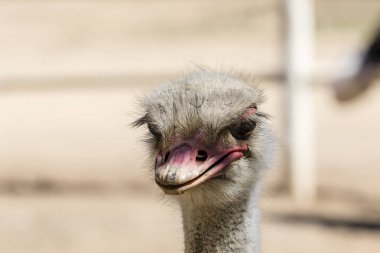 Devekuşu tarafsız bir arka plan üzerinde