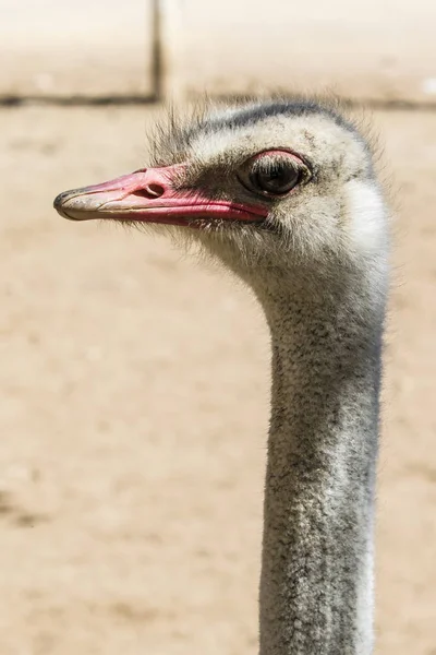 中立的な背景にダチョウ — ストック写真