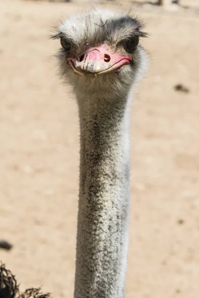 Ostrich Neutral Background — Stock Photo, Image