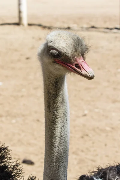 中立的な背景にダチョウ — ストック写真