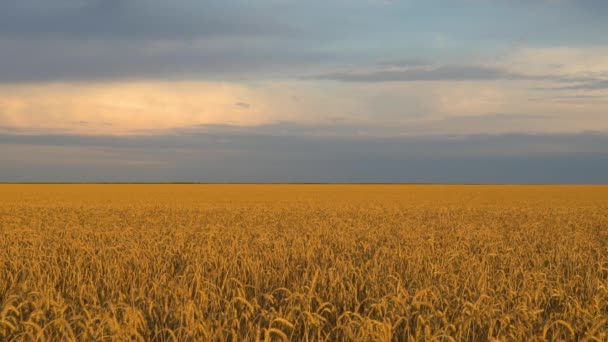 Un hermoso campo de trigo. Cielo azul. Slowmo 120fps — Vídeo de stock