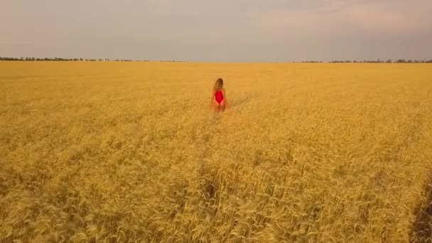 Jeune belle fille en rouge marchant dans le champ. Vue aérienne. 4K — Video