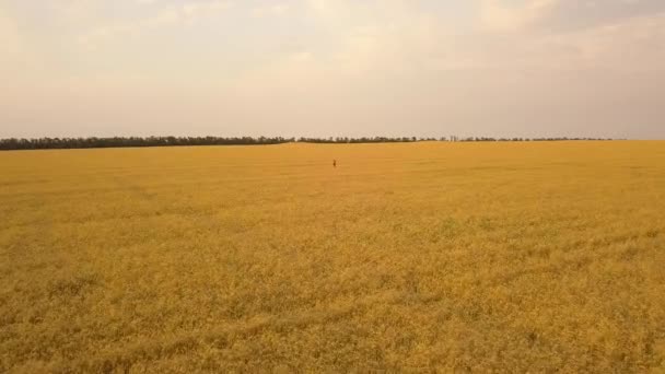 Joven chica hermosa en rojo caminando en el campo. Vista aérea. 4K — Vídeos de Stock