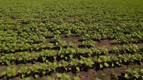 Flight over the green field with a flight to the sea. Aerial view — Stock Video