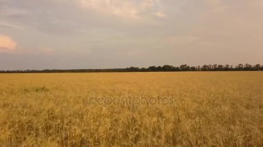 Uçuş buğday alan. Havadan görünümü. Buğday hasat