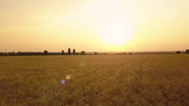 Uçuş buğday alan. Havadan görünümü. Buğday hasat