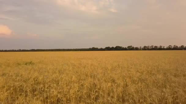 Volo sopra il campo di grano. Vista aerea. Raccolta del grano — Video Stock