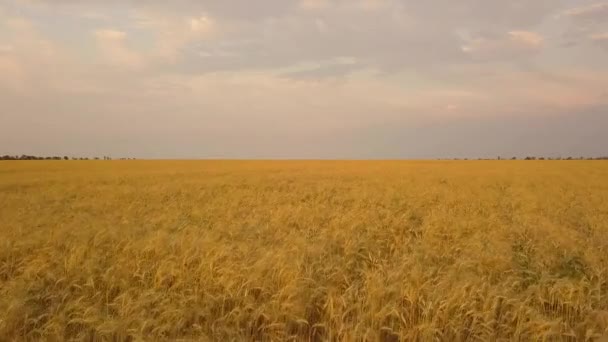 Survolez le champ de blé. Vue aérienne. Récolte de blé 