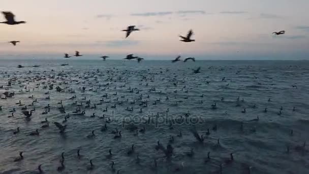 Luftaufnahme. Enten heben ab. Enten an Land. Entenwanderung — Stockvideo