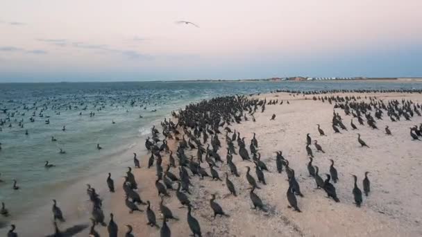 Vue aérienne. Décollage des canards. Canards à terre. Migration des canards — Video