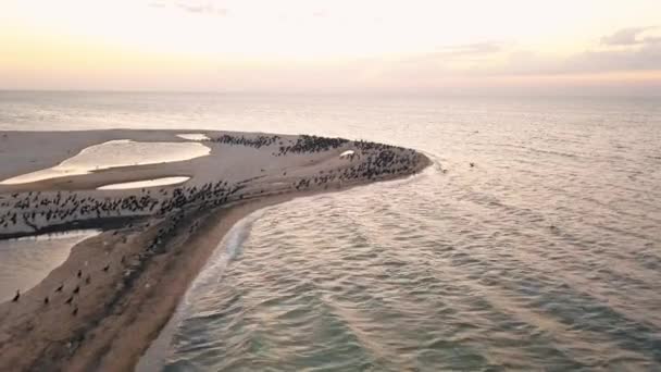 Luchtfoto. Eenden opstijgen. Eenden aan wal. Migratie van eenden — Stockvideo