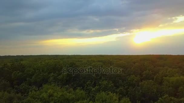 空撮。美しい日当たりの良い林の木に飛んでいます。航空カメラで撮影します。風景パノラマ。アルタイ、シベリア. — ストック動画