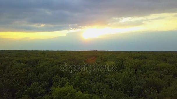 鸟瞰图。飞越美丽阳光森林树木。航空相机拍摄。景观全景。西伯利亚的阿尔泰山，. — 图库视频影像