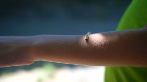 慢动作: 宏毛茸茸的毛毛虫走在手上, 绿色模糊背景 — 图库视频影像