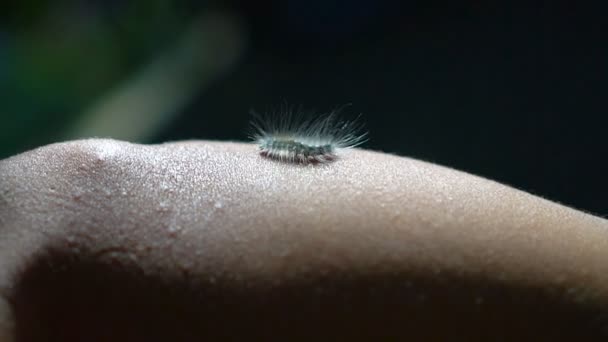 Mouvement lent : Macro chenille poilue marchant sur la main et arrière-plan flou vert 
